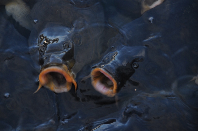 fish, lake mead marina